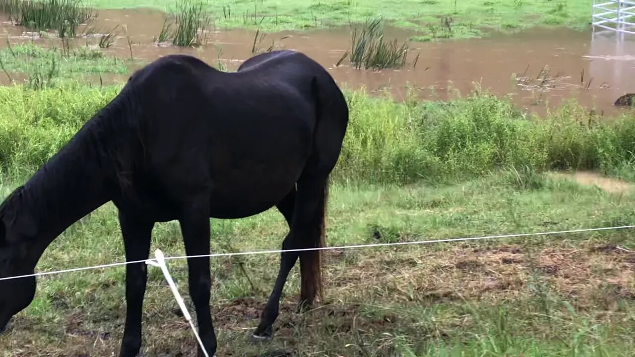The horses grazing as the property threatens to flood