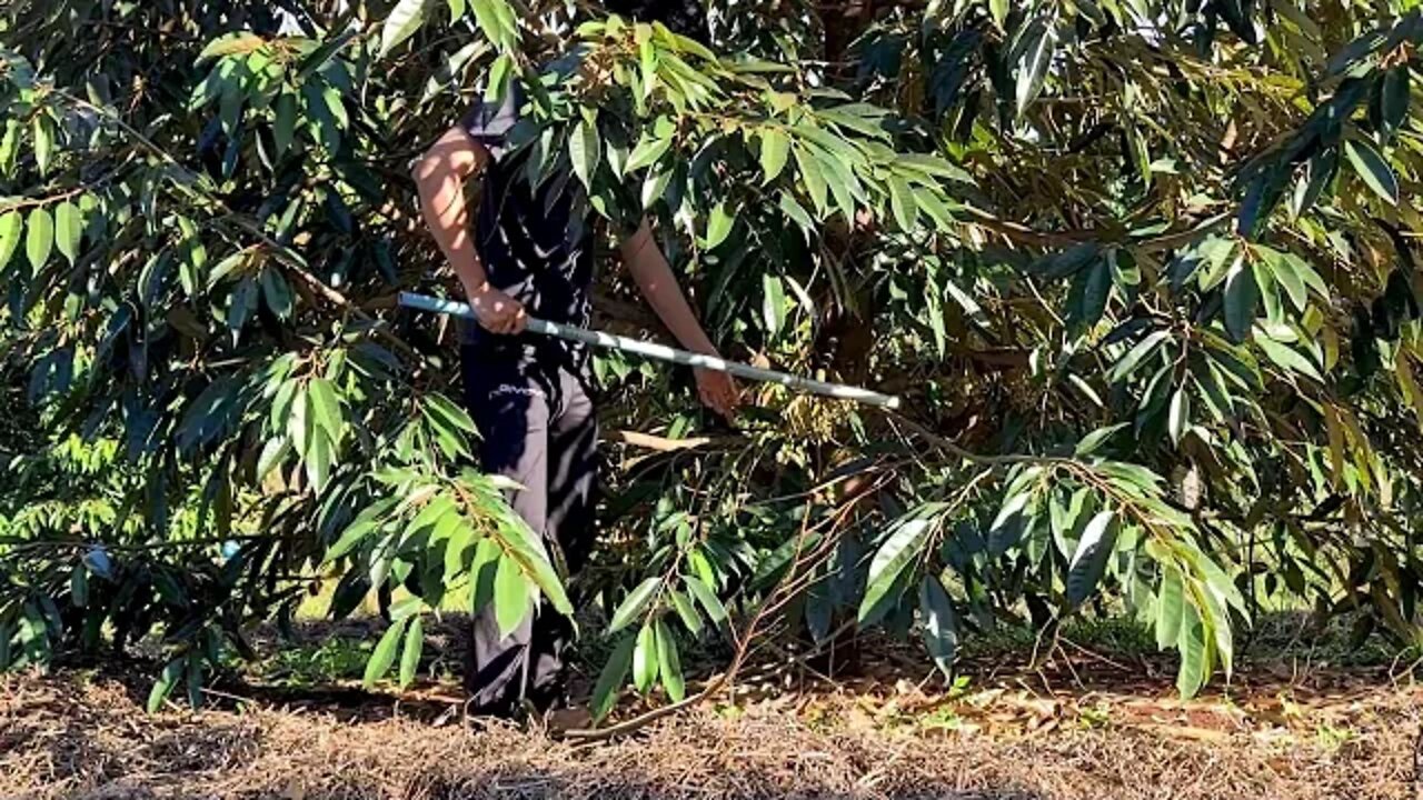 Pruning durian trees