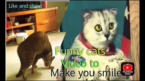 Funny cats videos