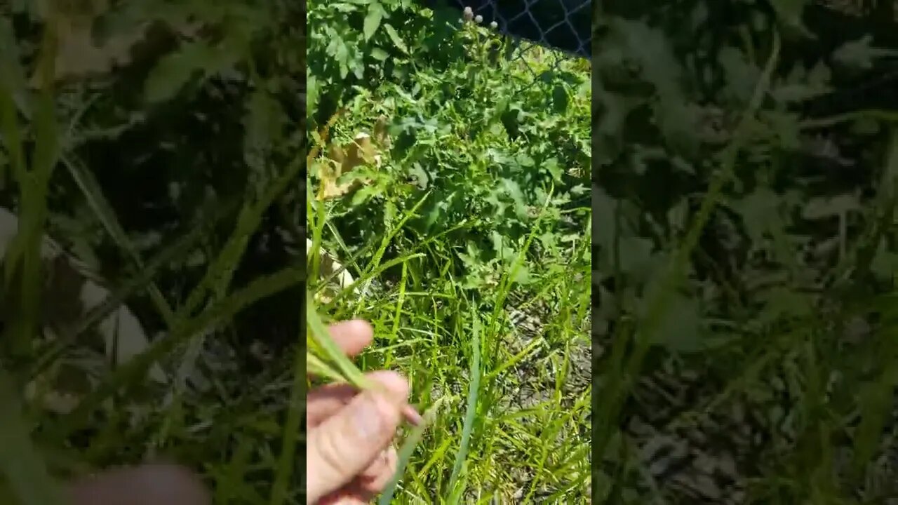 Ecology: "Sedges have Edges"