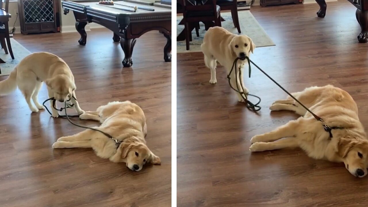 Puppy pulls at lazy dog's leash to play