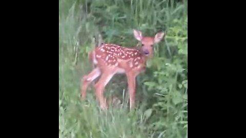 Whitetail Fawn 31 May 2023