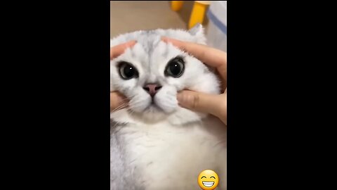 Cute cat