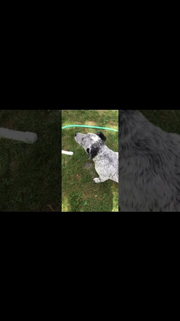 DIY Window Screen Cleaner | Saves Sooo Much Time