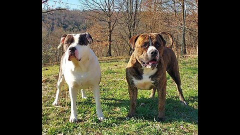 MALE vs FEMALE Alapaha Blue Blood Bulldogs. What are the differnces?