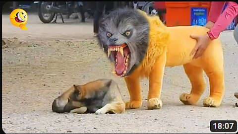 Troll Prank Dog Funny & fake Lion and Fake Tiger Prank To dog & Huge Box Prank to dog