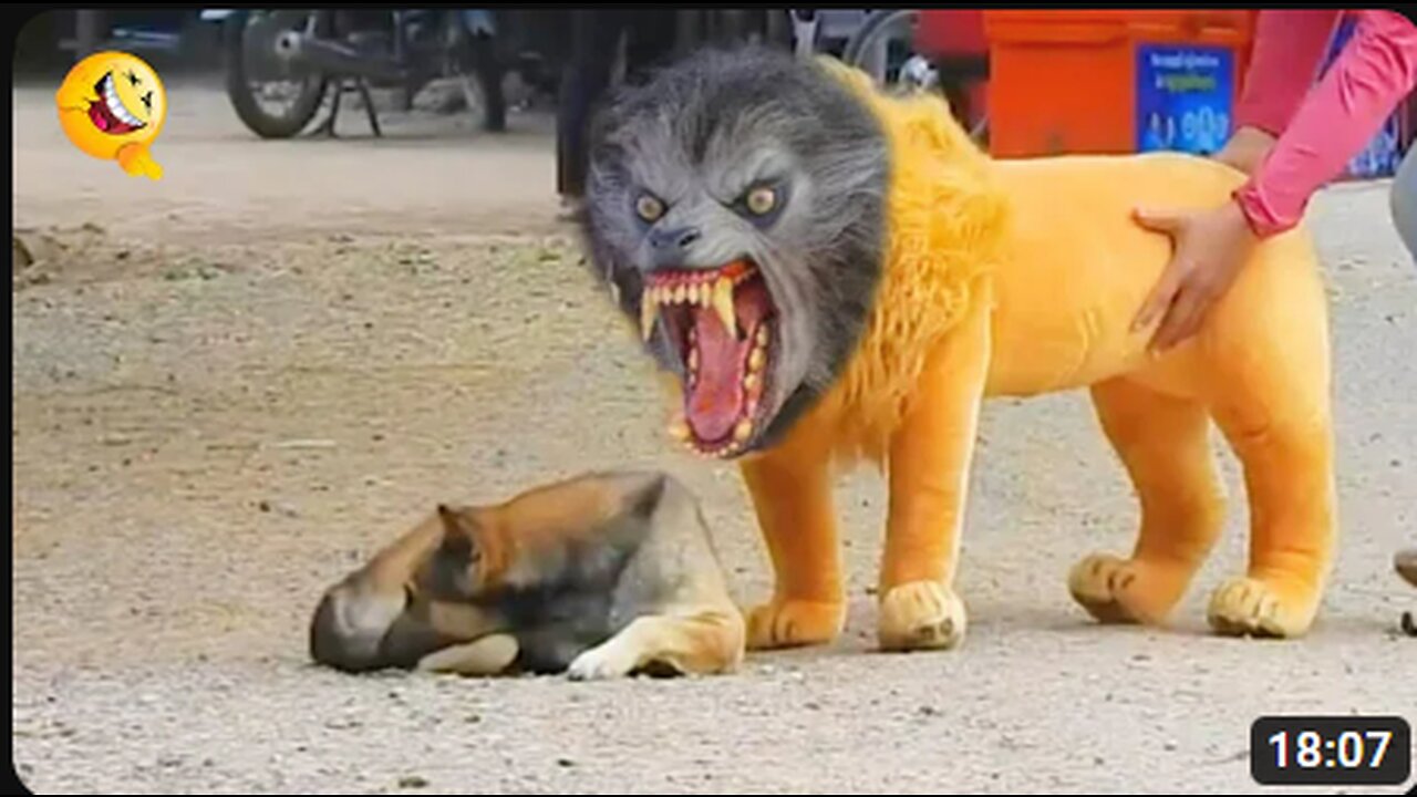 Troll Prank Dog Funny & fake Lion and Fake Tiger Prank To dog & Huge Box Prank to dog