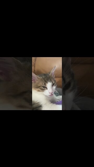 Kitty Cat licks air lollipop as his bro over see’s him. Dozer & Mugsy