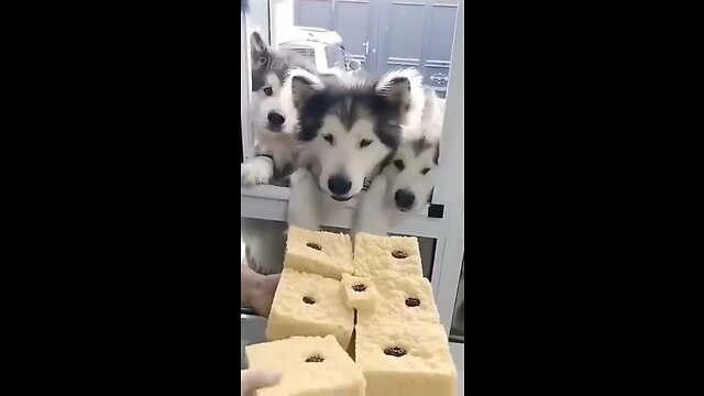 Funny Dogs and Food 🤣🧁🐶 Best Funny Animal