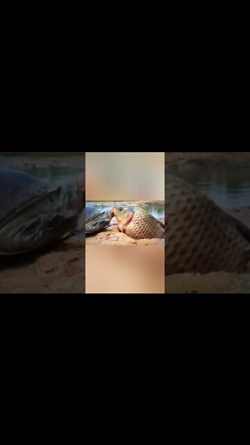 La nature en action, tortue contre poisson, un vrai combat pour la survie