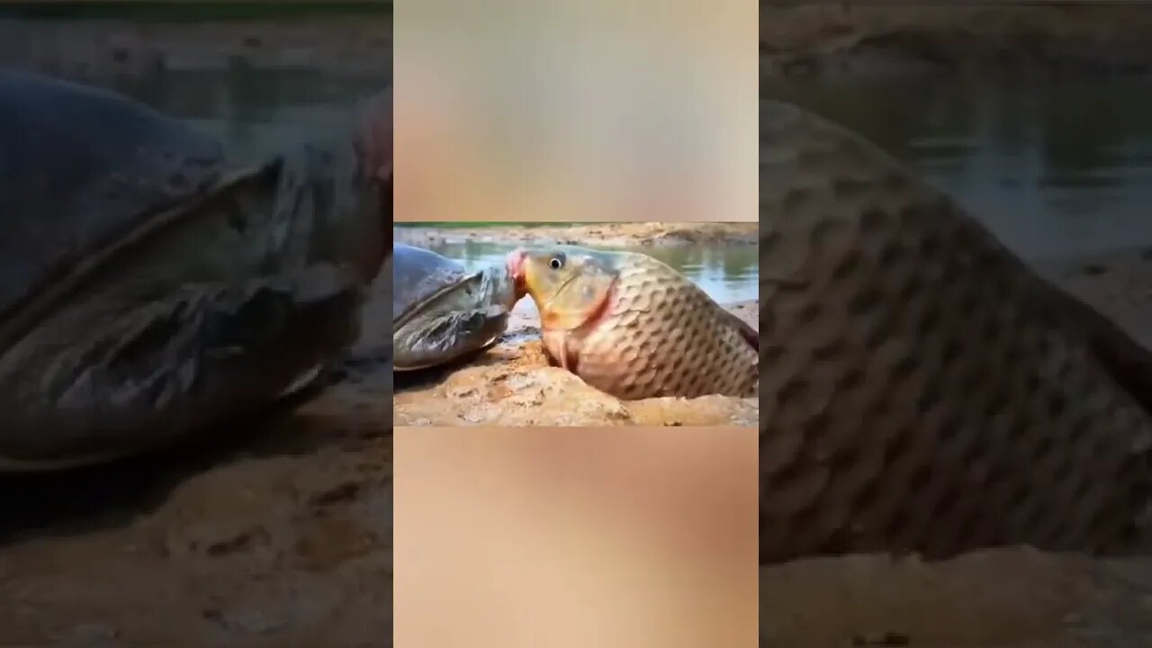 La nature en action, tortue contre poisson, un vrai combat pour la survie