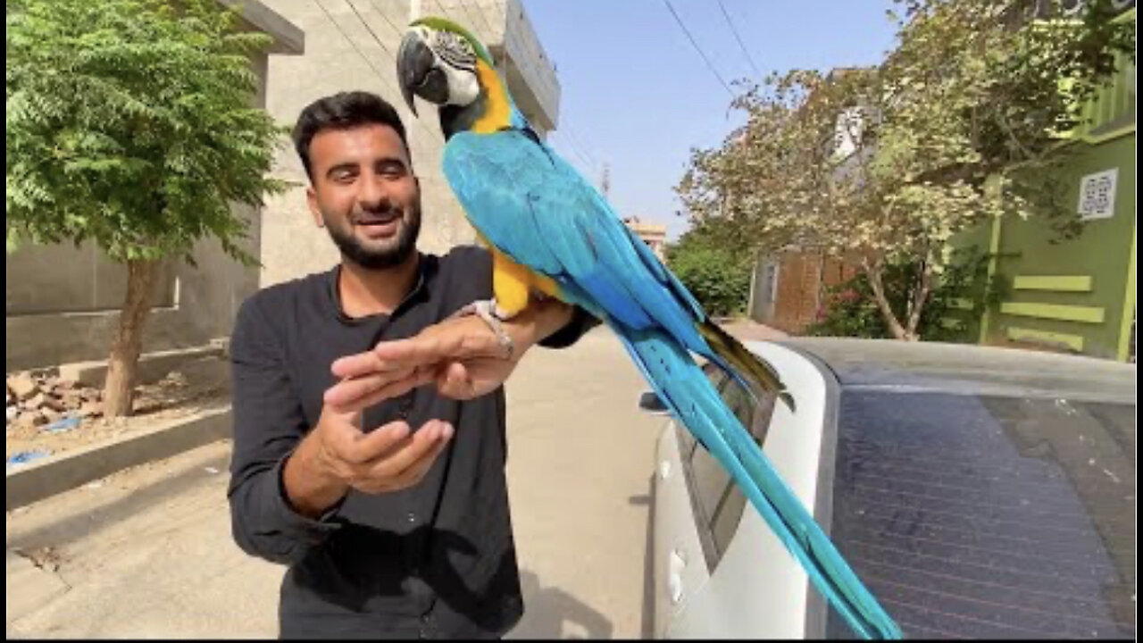 Ye tha Surprise 😍 Macow parrot ly ay 🦜