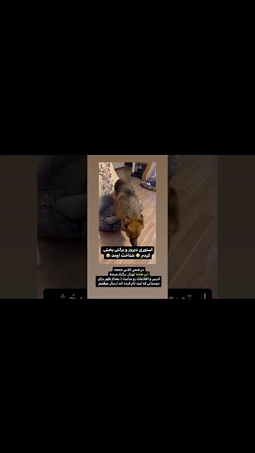 recognize my voice I play movie trained dog The dog know my voice تیدا سگ آموزش سگ dog آموزش سگ تیدا