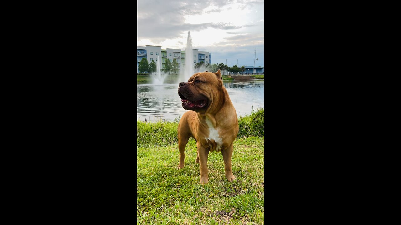 GIANT PitBull loves sunrise water fountain 🦁⛲️😍