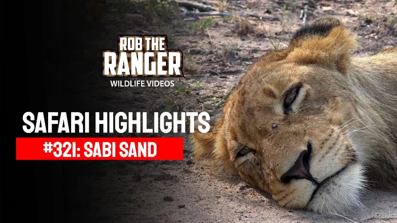 Safari Highlights #321: 10 - 12 February 2015 | Sabi Sand Nature Reserve | Latest Wildlife Sightings