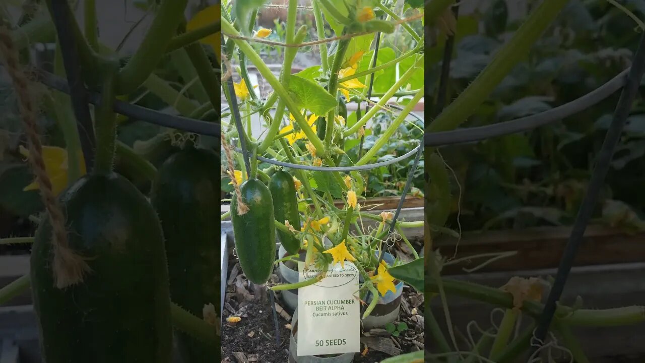 Persian Cucumber