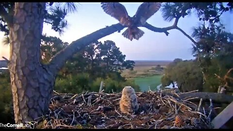 Mom Returns to Have Breakfast With Her Owlet 🦉 3/26/22 07:08