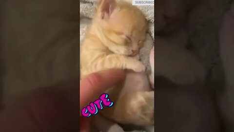 cute cat videos 😹 funny videos 😂🟩