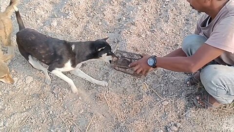 Feeding mouse to dogs