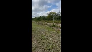 Rescuing a deer stuck on a fence