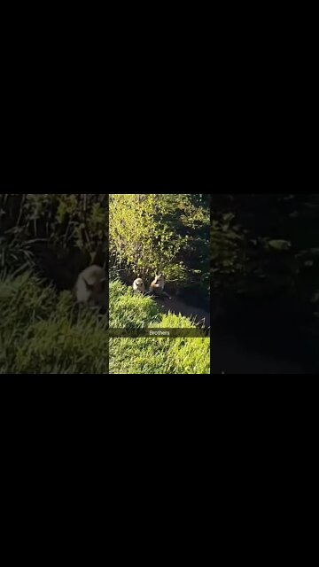 Cute fox brothers on a trail