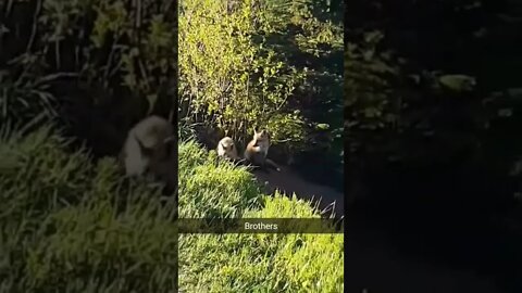 Cute fox brothers on a trail