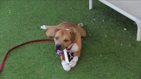 Buzz, dog who gets the occasional 'zoomies,' needs a great home