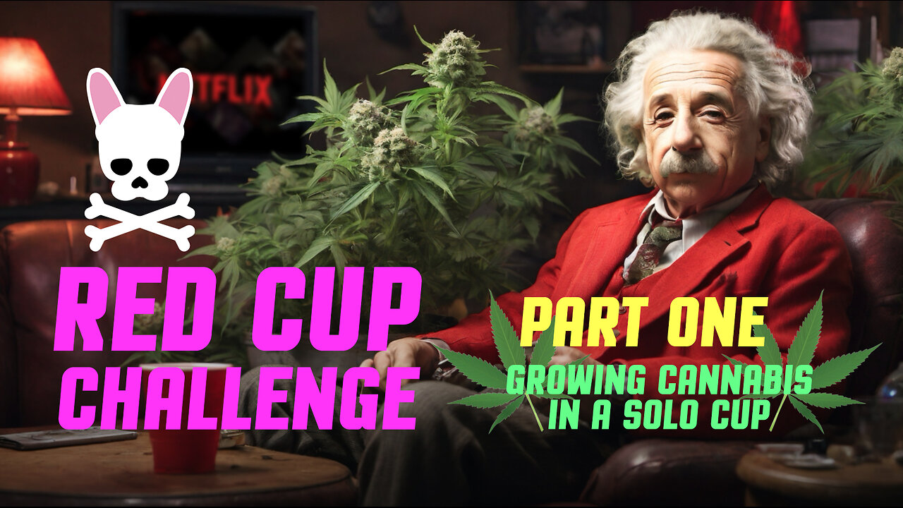 Red Solo Cup Challenge Part 1 of 2 - Growing Weed in a Party Cup