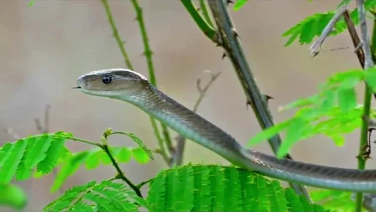 snake video