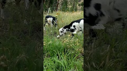 #goats #peaceful #pasture #farmanimals #homesteading #homesteadlife #farm #farmlife #cuteanimals