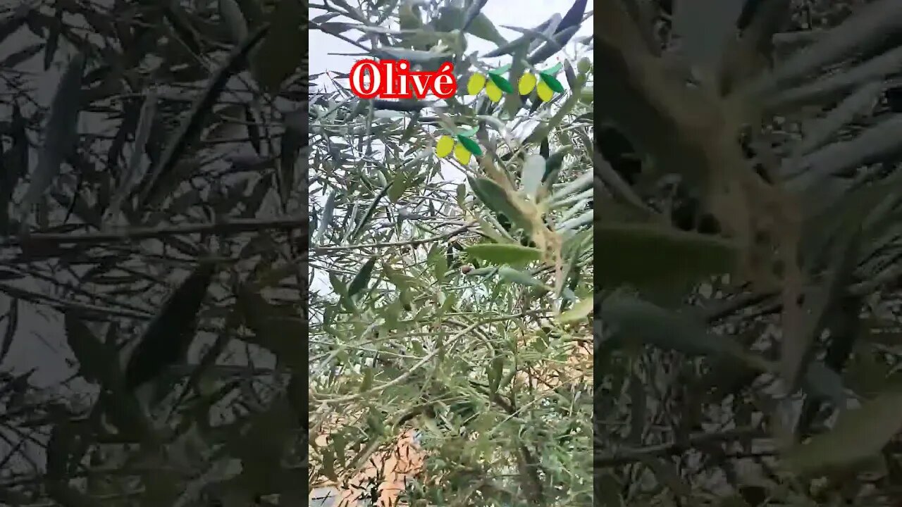 Olive 🫒🫒 en mi casa 🏠 jardín #olive #garden #spain #europe #travel #fun #random #jardin #ytshorts