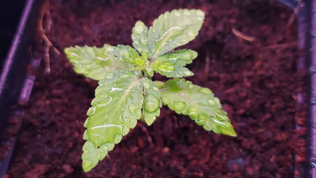 Full garden tour for Thursday July 6, 2023 😎 Gelato 33 x 90s Blueberry 🫐