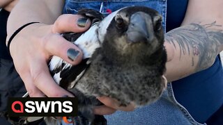 Clever magpies outwit scientists by helping each other remove tracking devices