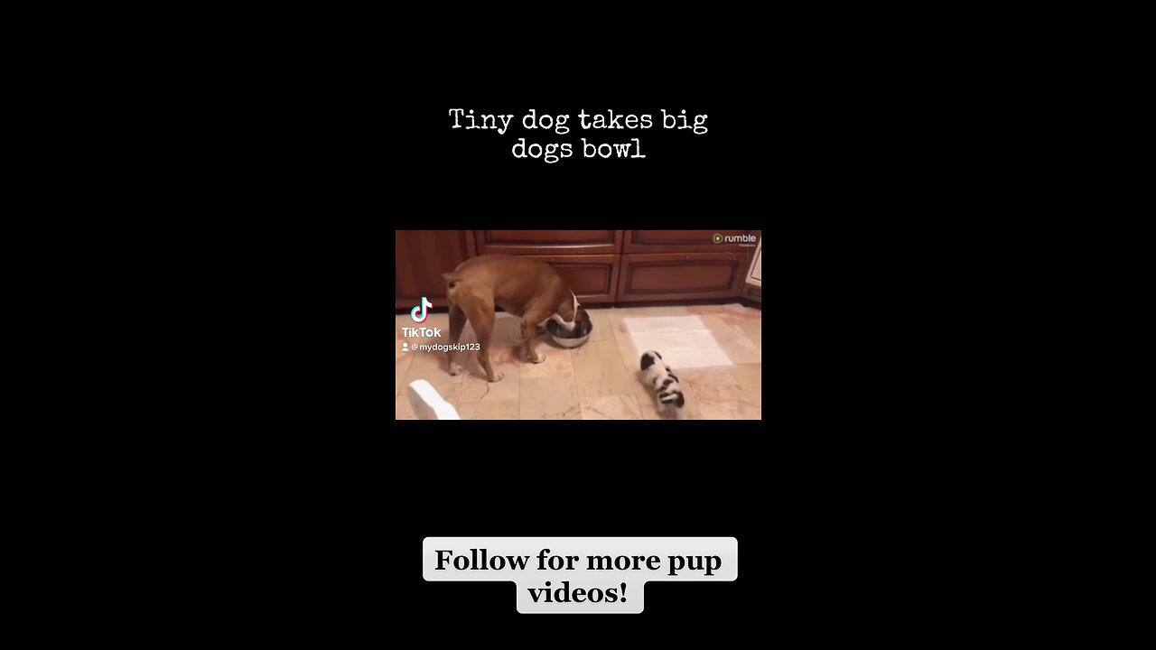 Hilarious! 😂 Tiny dog has big courage!