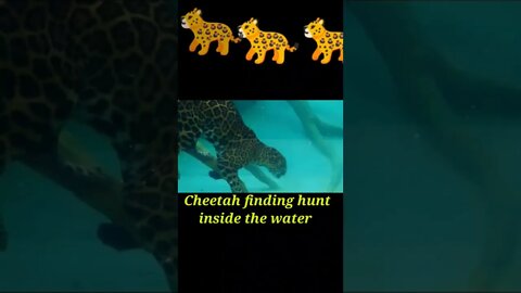 Cheetah finding hunt inside the water 2022 #shorts #youtubeshorts #shortvideo