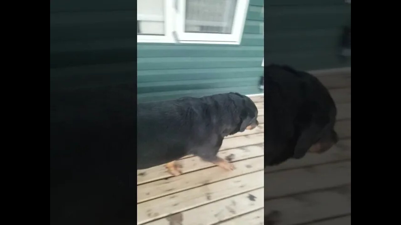 Happy Rottweiler#Shorts #rottweiler๐๐๐๐