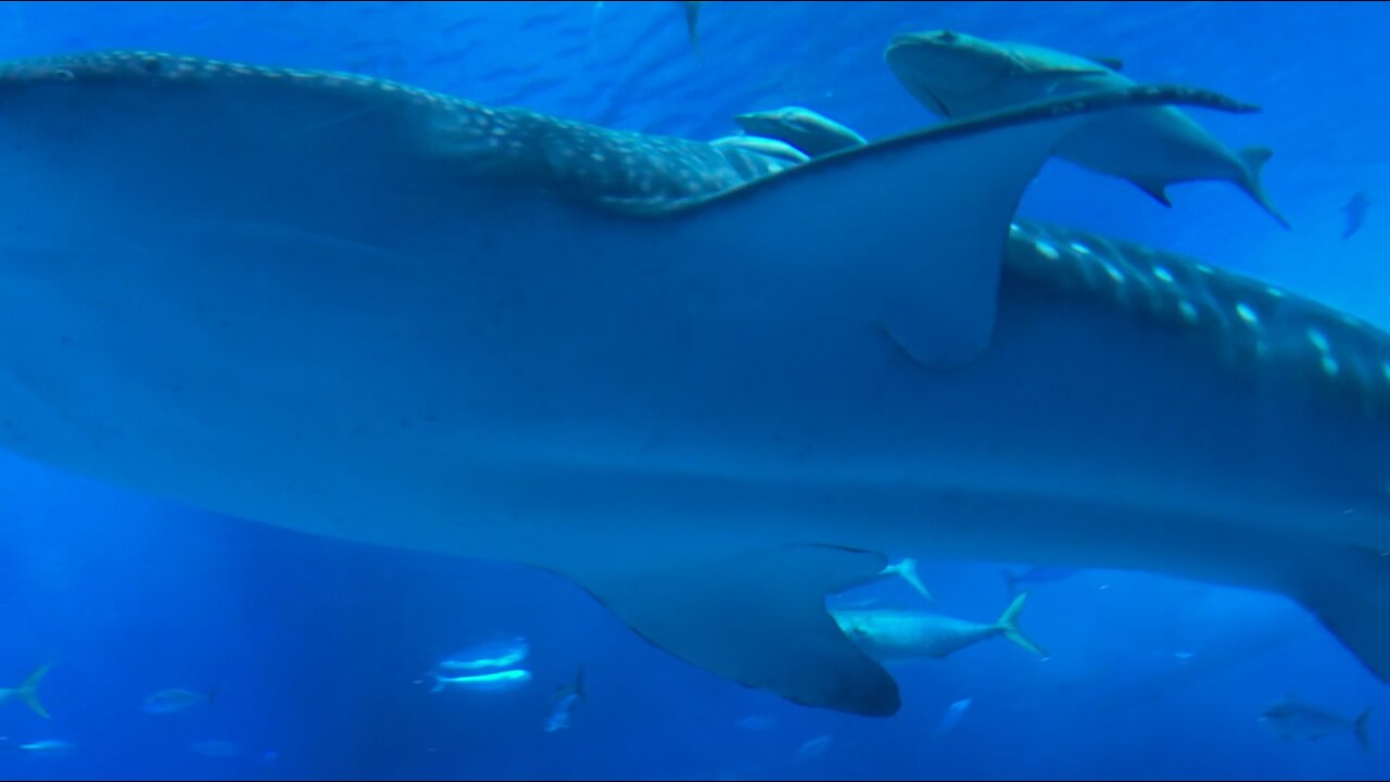 Sharks at the Ocean Aquarium