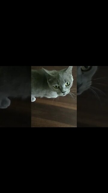 Adorable Cat Emily Wants To Be Fed! (2022) #Shorts