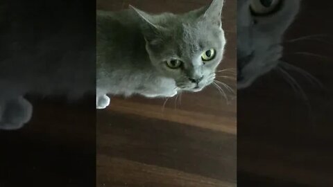 Adorable Cat Emily Wants To Be Fed! (2022) #Shorts