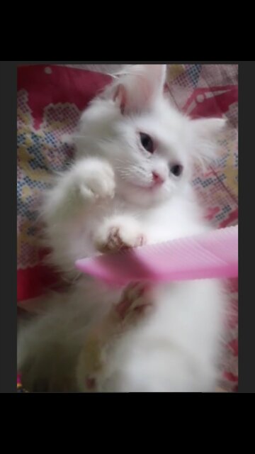 I Love Bitting, Scratching - Persian Kitten