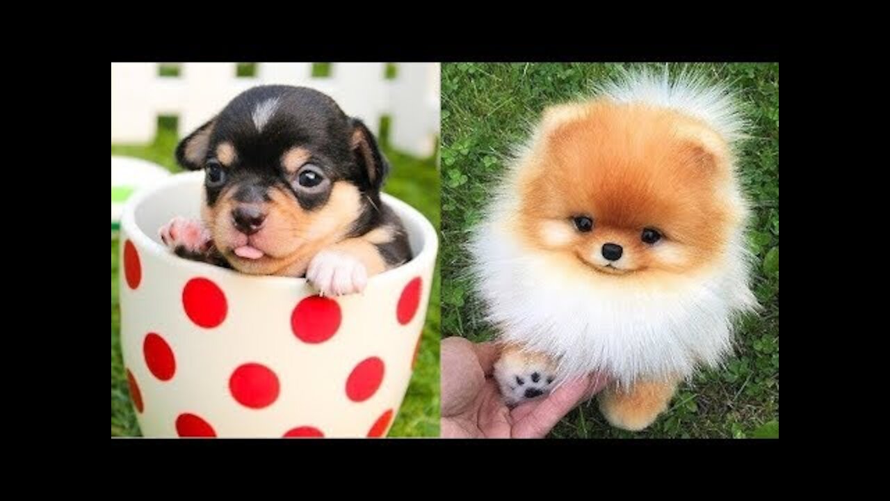 Funniest Confused Dogs Compilation 2021 | Funny Pet Videos