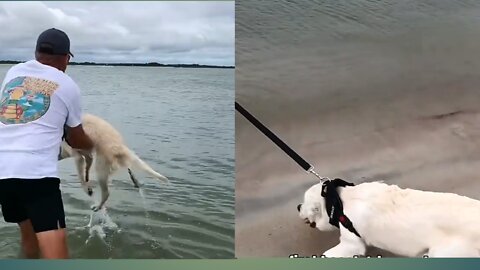 Dog Enjoying | in the beach🌊☀| #pets #dog #Entertainment