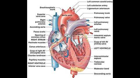 Circulatory or Cardiovascular System