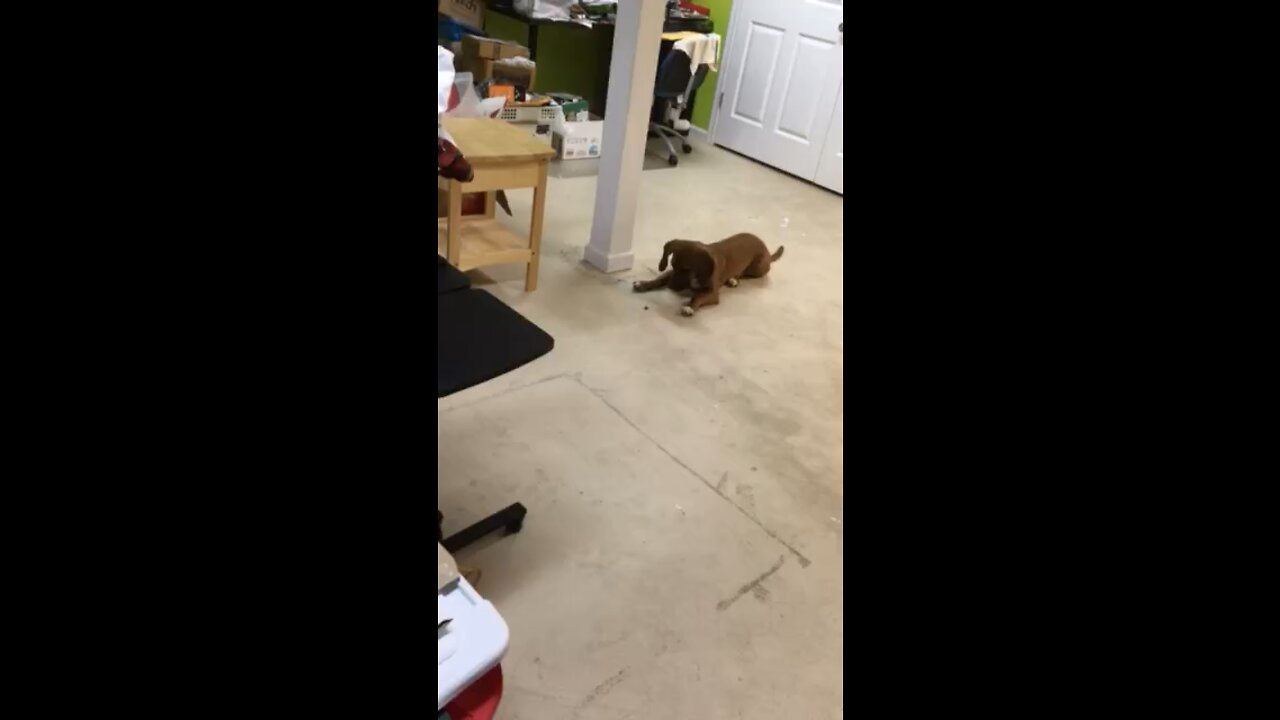 Boris tackle spider