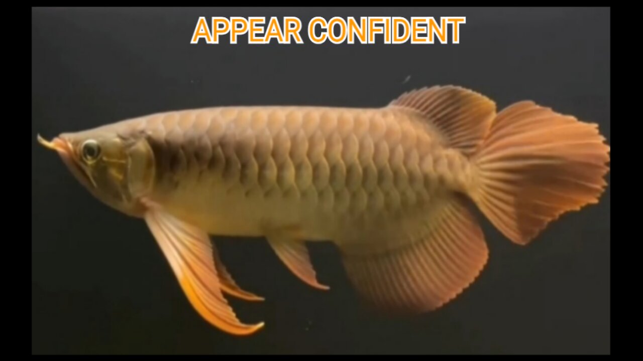 SUPER RED AROWANA/ASIAN DRAGON FISH