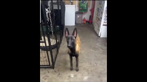 Belgian Malinois Beer Strategist makes a Move on His Owner !