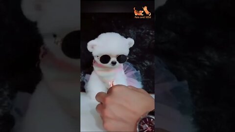 happy birthday to cutest dog, adorable |pets and wild #116 #dogs