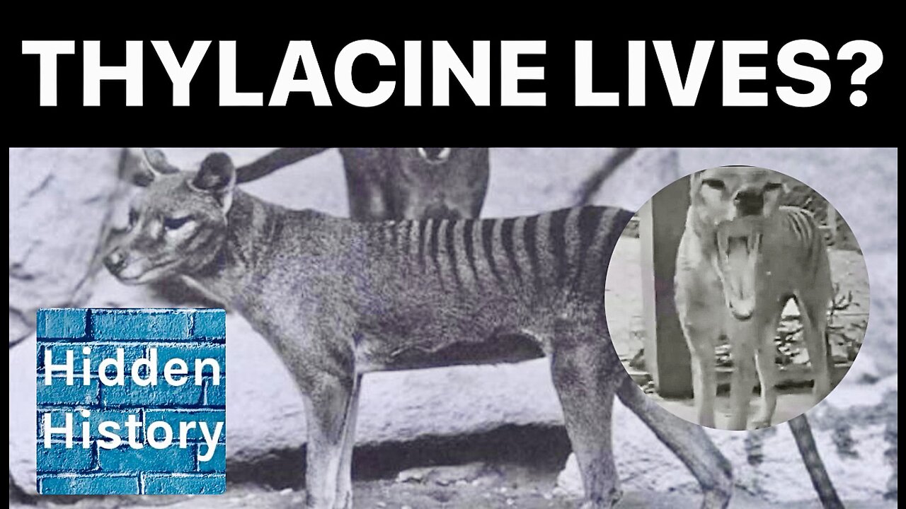 Thylacines: ‘Tasmanian Tiger’ survived into 1980s’ and could still live, new research says