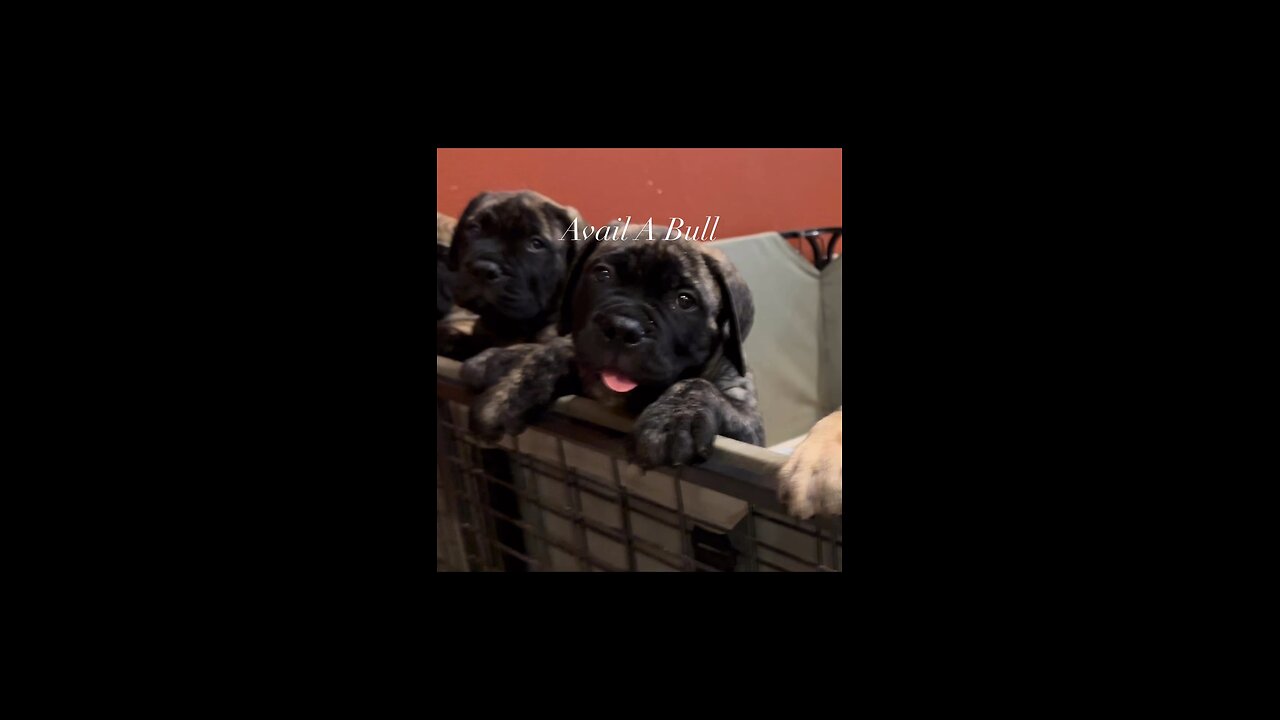 Available Bullmastiff puppies