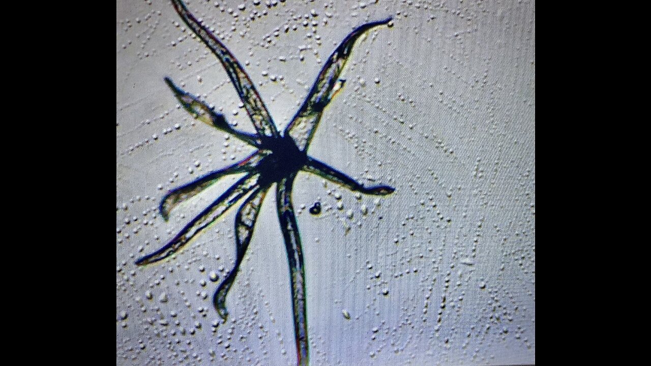 Hydra Creature in vaccinated blood— plus more unknown and unwelcome objects